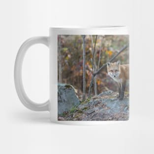 A lone Red Fox in the woods Mug